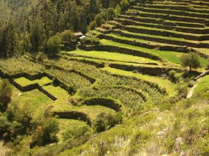 Inca terraces Sacred valley peru