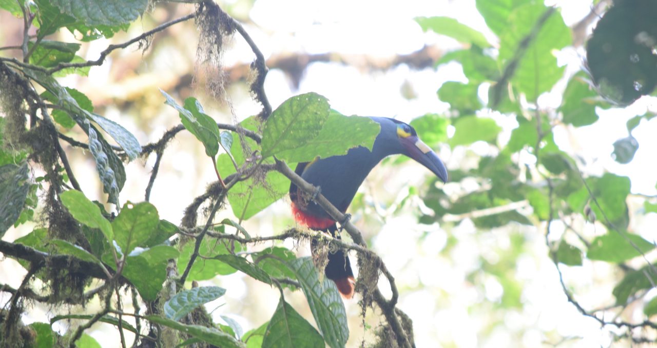 Andean Toucan, Santa Lucia, Ecuador