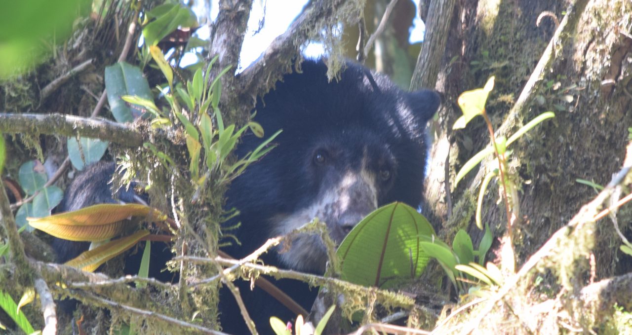 Spectacled bear in tree, Santa Lucia, Ecuador