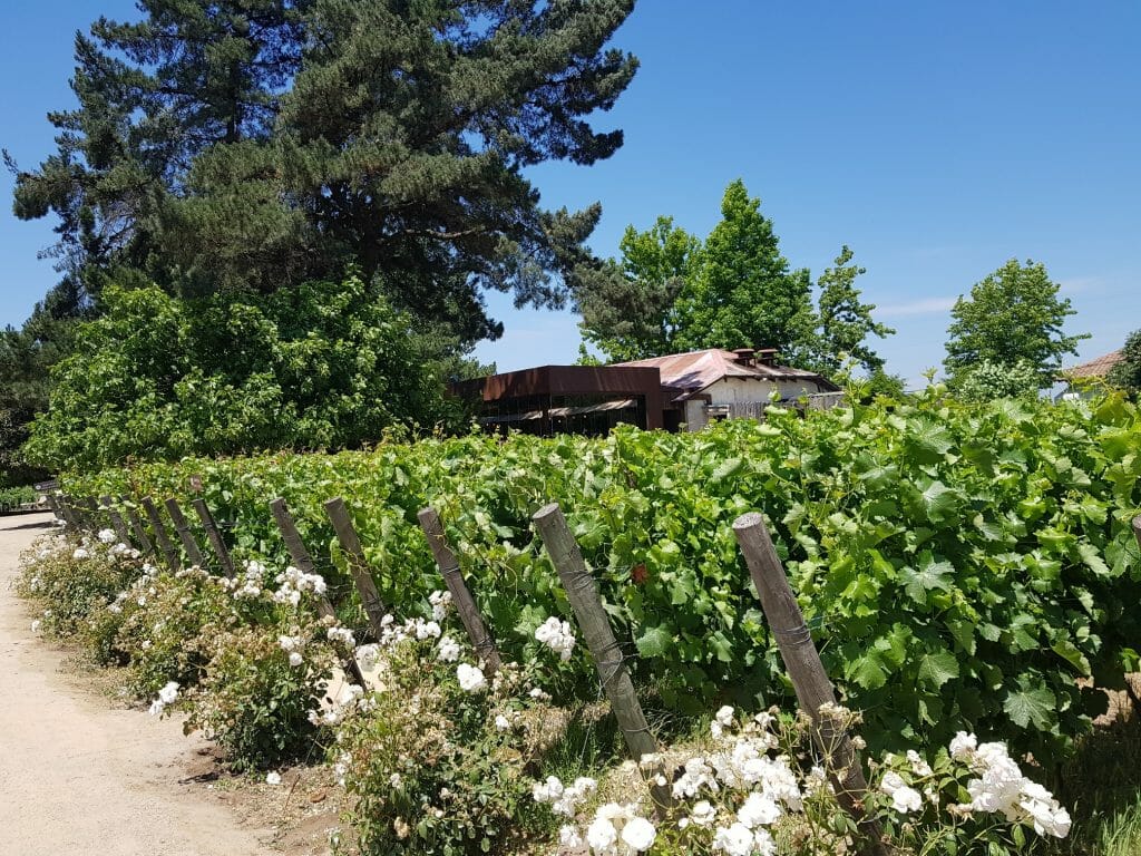 Vines, Chile