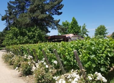 Vines, Chile