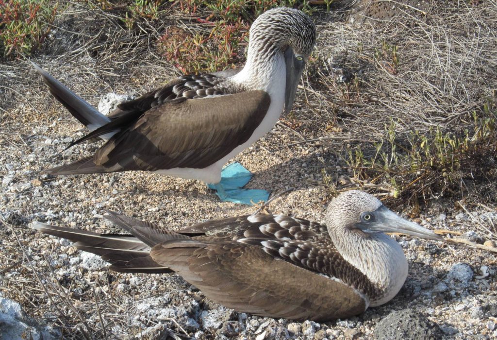 Galapagos Islands, Blue-footed Boobies