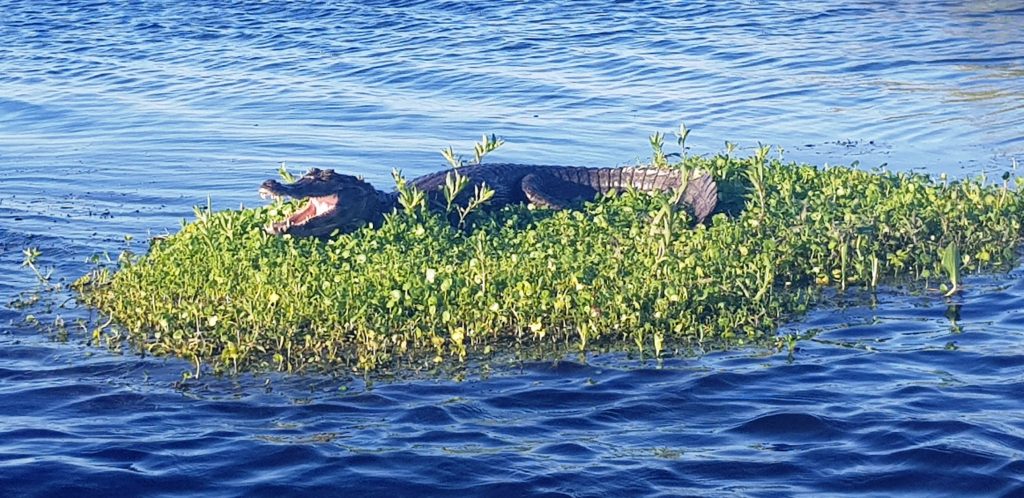 Black Caiman, Laguna Valle, Hotel Puerto Valle, Ibera, Argentina (2)