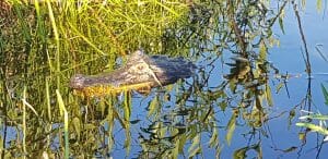 Black Caiman, Laguna Valle, Hotel Puerto Valle, Ibera, Argentina