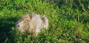 Capybara, Laguna Valle, Hotel Puerto Valle, Ibera, Argentina (2)