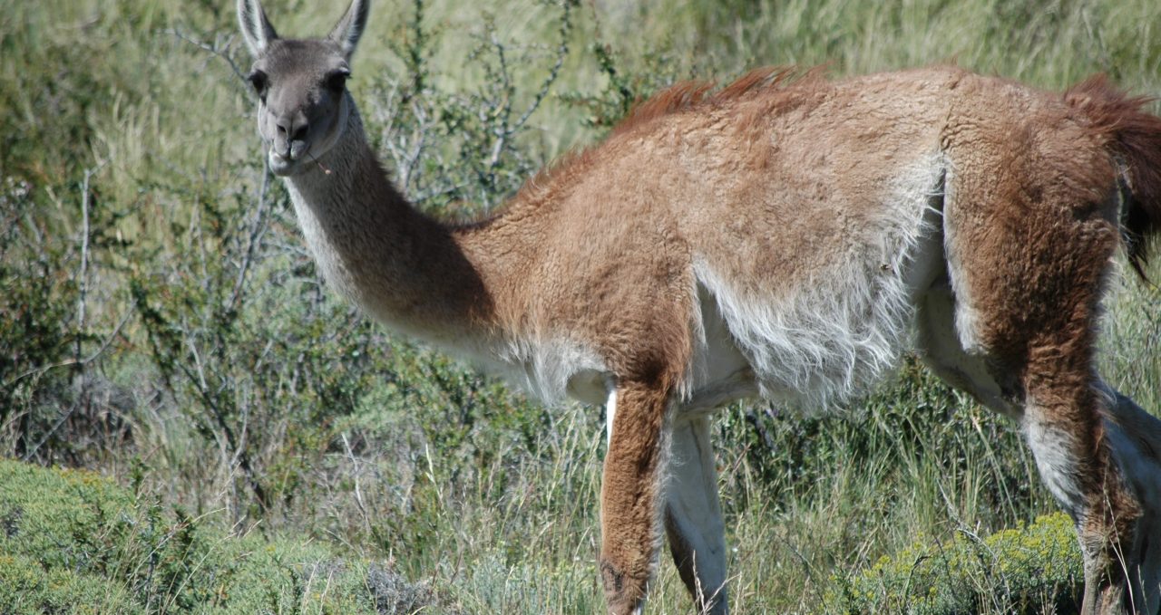 Guanaco in Paine, Patagonia
