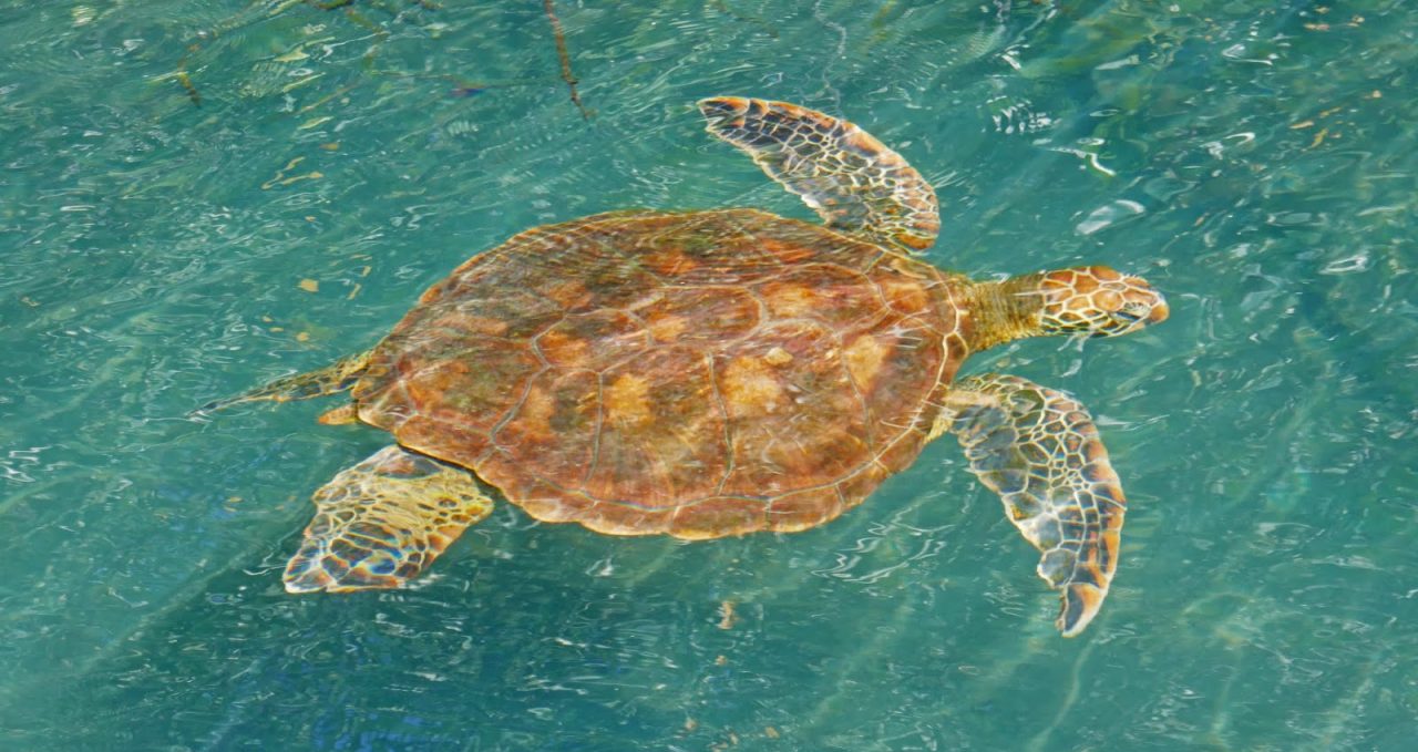Galapagos Islands, Isabela, Hawksbill Turtle swimming