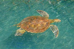 Galapagos Islands, Isabela, Hawksbill Turtle swimming