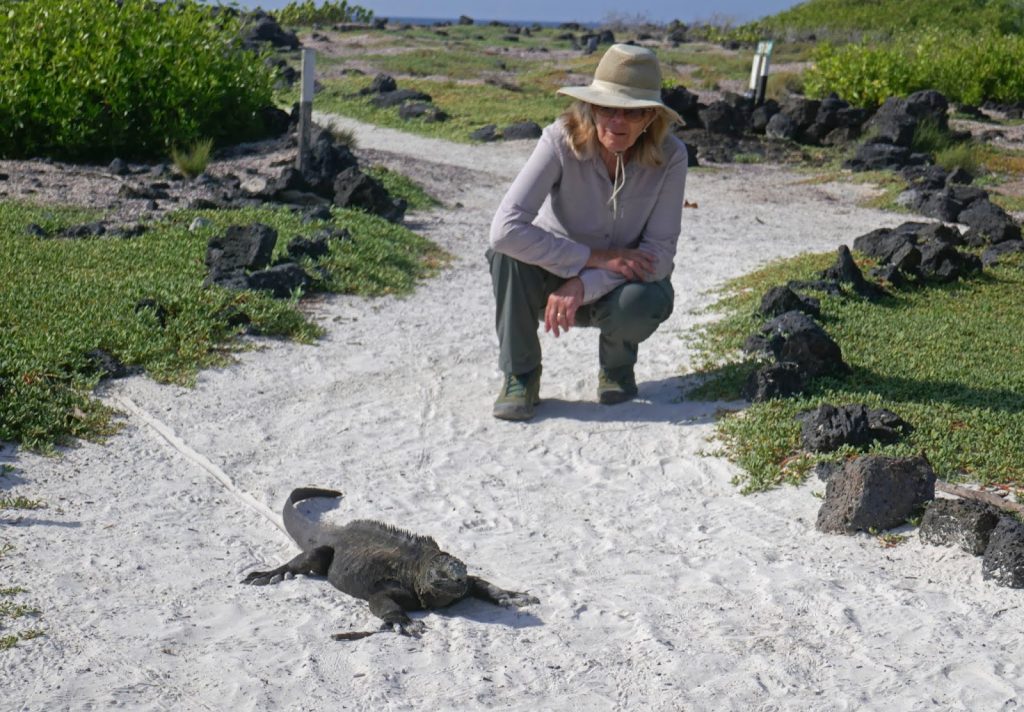 Galapagos Islands, Puerto Ayora, Santa Cruz, Marine Iguana and Heather