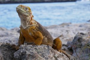 Galapagos land iguana, Galapagos Islands