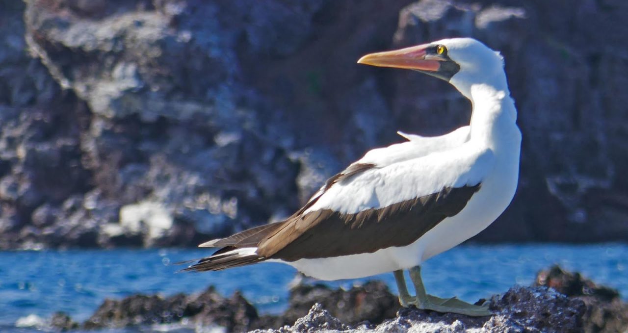 Isabela Nazca Boobies, Galapagos Islands