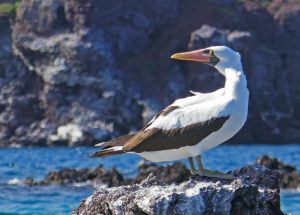 Isabela Nazca Boobies, Galapagos Islands