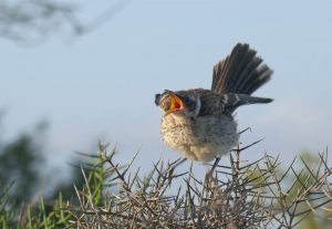 Santiago Island, young Mockingbird, Galapagos Islands