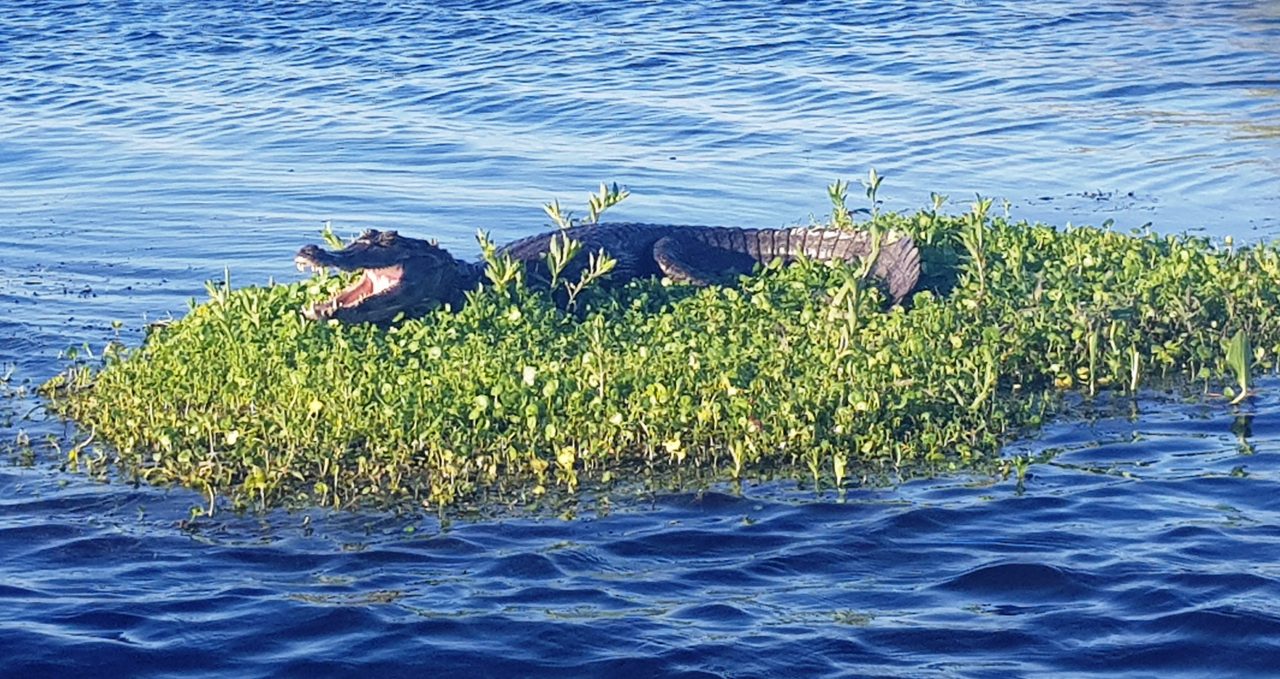 Black Caiman, Ibera, Argentina