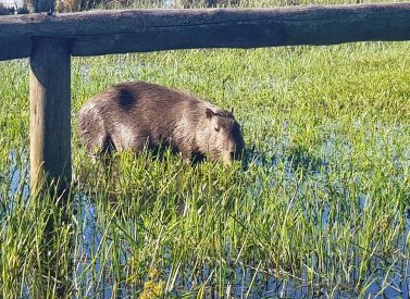 Capibara, Ibera, Argentina