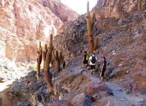 Guatin trek and cacti, San Pedro de Atacama, Chile