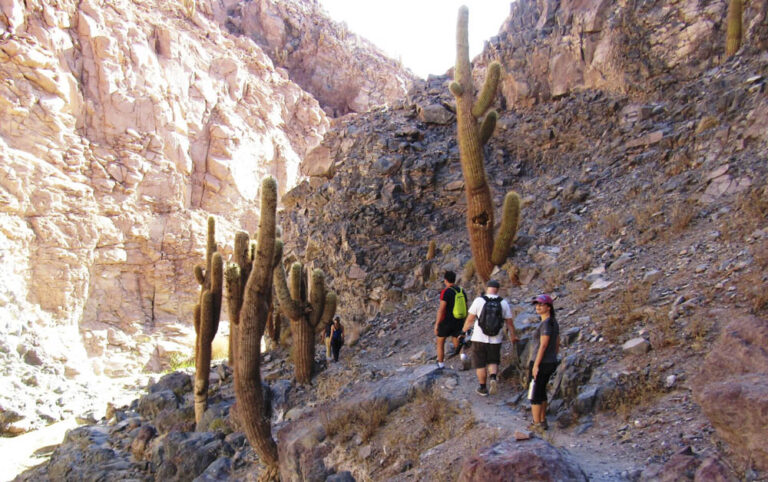 Guatin trek and cacti, San Pedro de Atacama, Chile