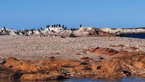 Birds, Island, Bahia Bustamante, Patagonia, Argentina