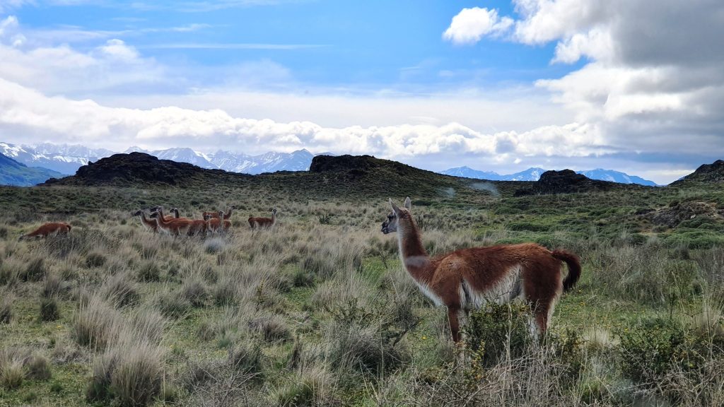 Guanaco, Patagonia Park, Aysen Region, Chile