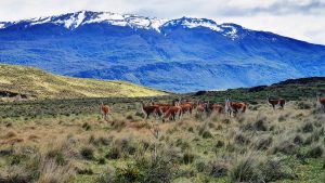Guanacos, Patagonia Park, Aysen Region, Chile