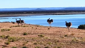 Lesser Rheas, Bahia Bustamante, Patagonia, Argentina