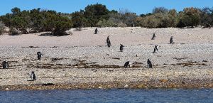 Magellanic Penguins, Bahia Bustamante, Patagonia, Argentina