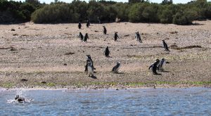 Magellanic Penguins at Bahia Bustamante, Patagonia, Argentina