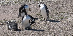 Magellanic Penguins seen at Bahia Bustamante, Patagonia, Argentina
