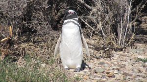 Magellanic Penguin, Bahia Bustamante, Patagonia, Argentina