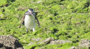 Magellanic Penguin walking, Bahia Bustamante, Patagonia, Argentina