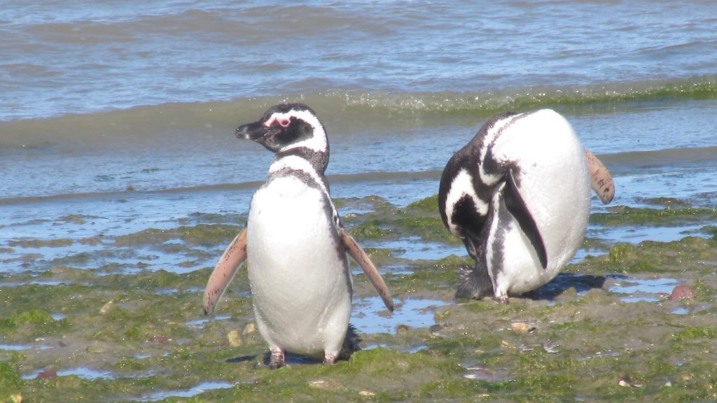 Magellanic Penguins on the shore, Bahia Bustamante, Patagonia, Argentina