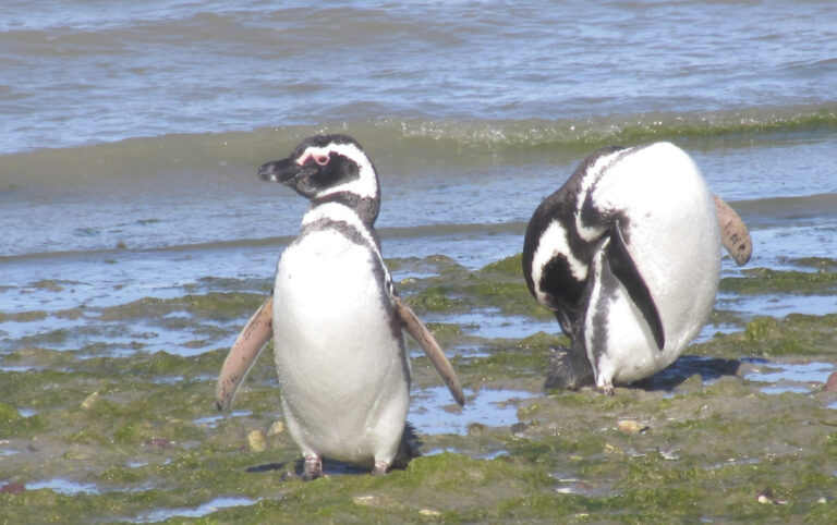 Magellanic Penguins on the shore, Bahia Bustamante, Patagonia, Argentina