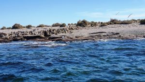 Sea lions on Island, Bahia Bustamante, Patagonia, Argentina