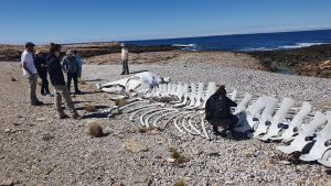 Sei Whale skeleton, Bahia Bustamante, Patagonia, Argentina