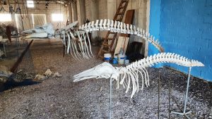 The museum, Bahia Bustamante, Patagonia, Argentina