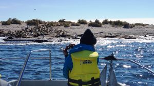 Watching sea lions, Bahia Bustamante, Patagonia, Argentina