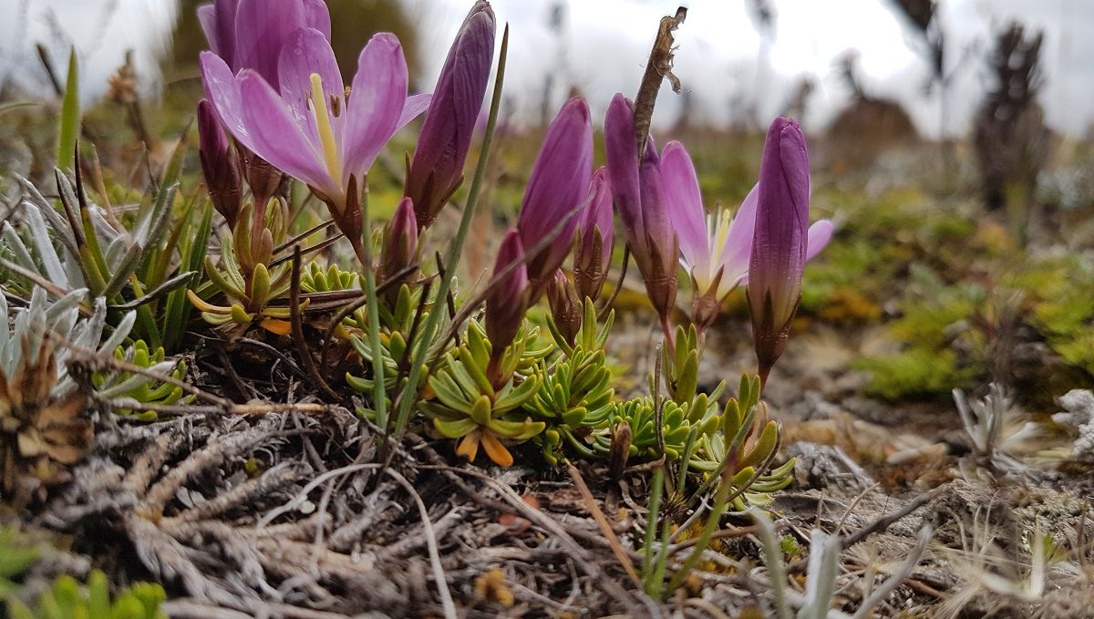 lodges trek flowers ecuador