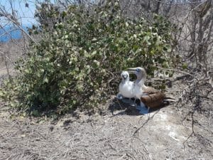 Blue Footed Booby, Isla de la Plata, Ecuador