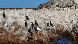 Sea birds, Bahia Bustamante, Patagonia, Argentina