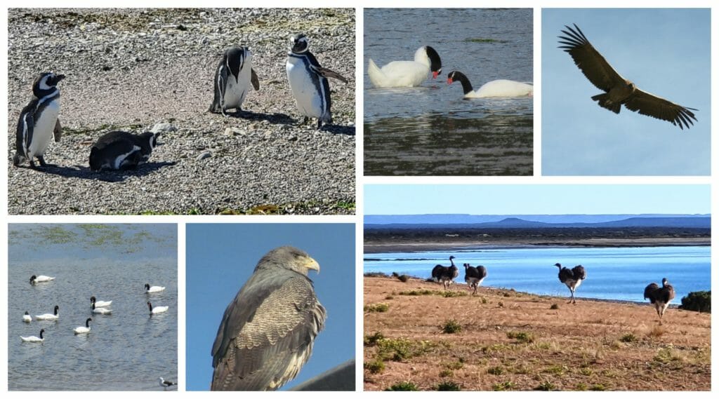 Birds of Patagonia collage