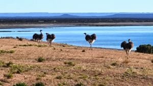 Lesser rhea, Bahia Bustamante, Patagonia, Argentina