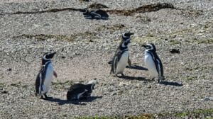 Magellanic penguins, Bahia Bustamante, Patagonia, Argentina