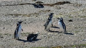 Manchots de Magellan, Bahia Bustamante, Patagonie, Argentine