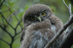 Pygmy owl in Torres del Paine