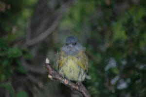 Sierra Finch in Patagonia