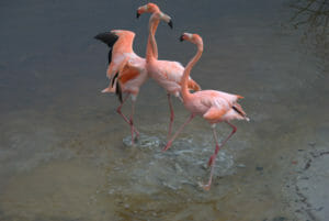 Flamingoes, necks entwined, Isabela, Galapagos