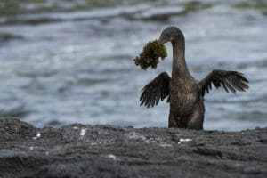 Flightless Cormorant