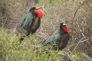 Frigate Birds with chests inflated, Galapagos Islands
