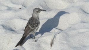 Mocking bird, Galapagos