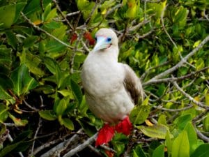 A picture of Red footed booby, Galapagos, Ecuador